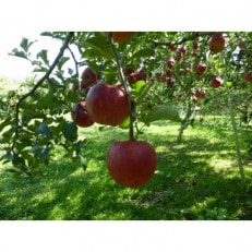 [10月中旬より順次発送]秋映りんご 家庭用 8kg