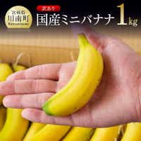 [訳あり]国産ミニバナナ1kg 果物 くだもの フルーツ