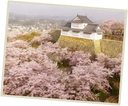 桜あふれる津山城整備事業