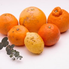 [1月より発送]家庭用 柑橘詰合せ2.5kg+75g(傷み補償分)[訳あり][光センサー選別]