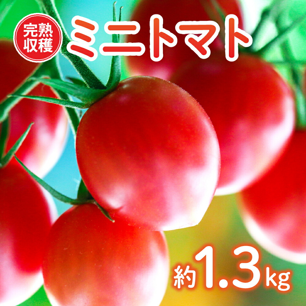 [先行予約] [甘みと酸味のバランス、旨みが絶妙な代表作] 八代市産 完熟収穫ミニトマト 約1.3kg 熊本県 [2023年11月上旬より順次発送]
