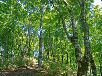 2.ブナの森の保護及び環境保全に関する事業