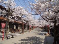 4.新庄宿の景観及びがいせん桜に関する事業