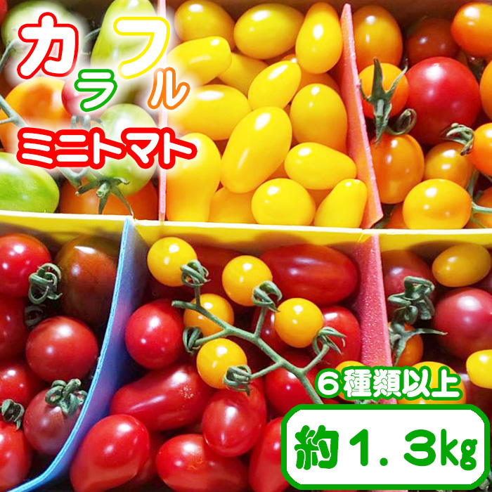 CD-012-A [八幡平産]こだわりカラフルミニトマト1.3kg(6種類以上をお届け) / 田村和大