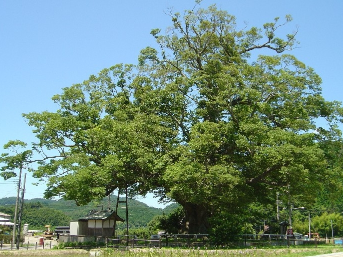 大阪府能勢町にある国指定の天然記念物『野間の大ケヤキ』