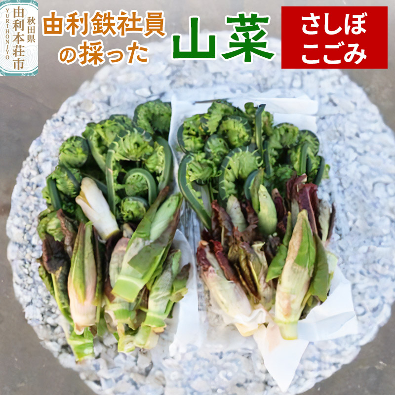 由利鉄社員の採った山菜(さしぼ・こごみ)
