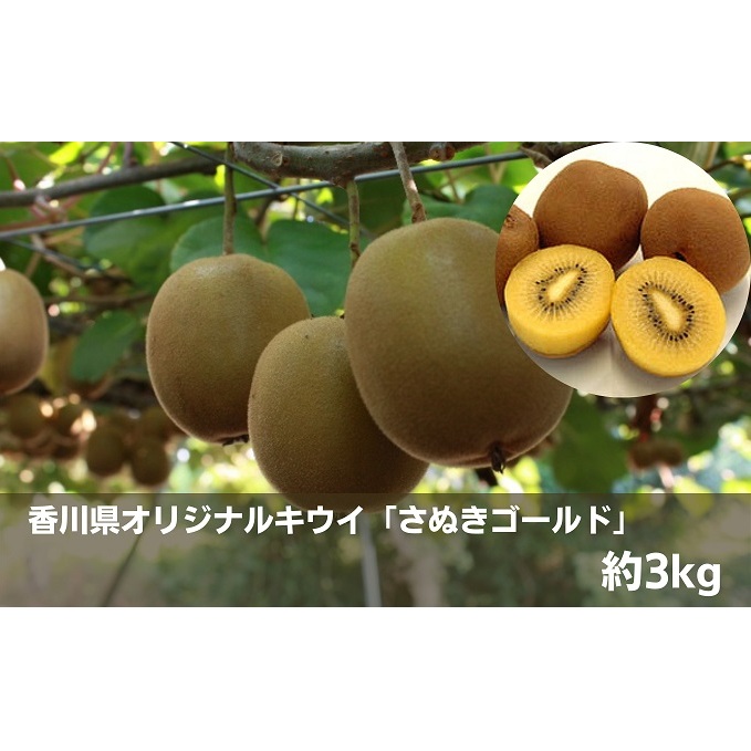香川県オリジナルキウイ「さぬきゴールド」約3kg