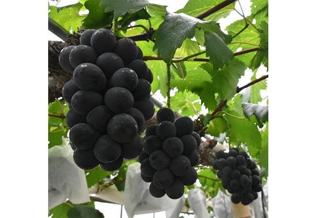 ニュー ピオーネ 約2kg 3～5房 ぶどう 葡萄 フルーツ 岡山 高梁市産 2024年 先行予約